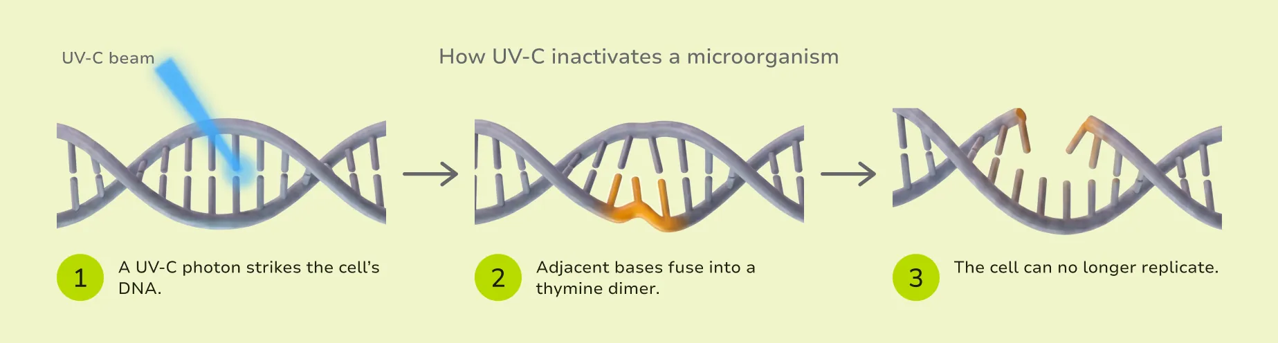 Three-step diagram: a UV-C photon reaches a cell, is absorbed by its DNA or RNA and forms a pyrimidine dimer, and the genome can no longer be copied.
